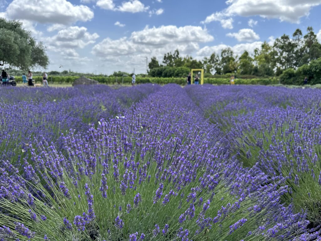 Campi di Lavanda - Sardegna