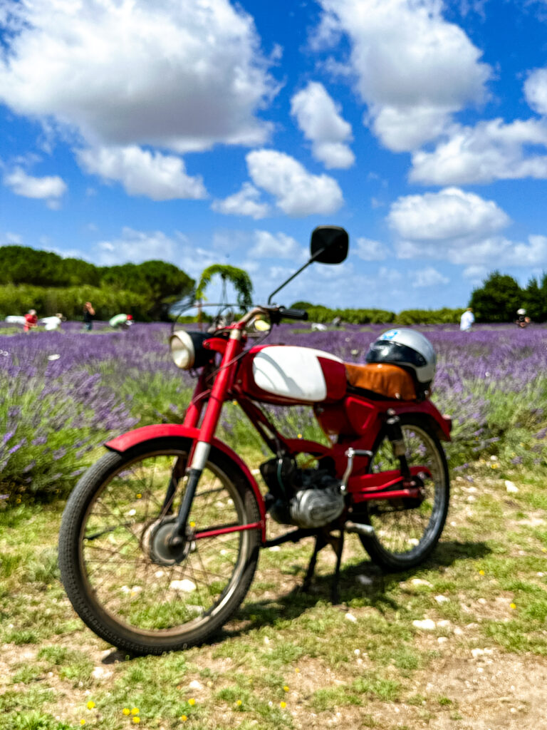 Campi di Lavanda - Sardegna