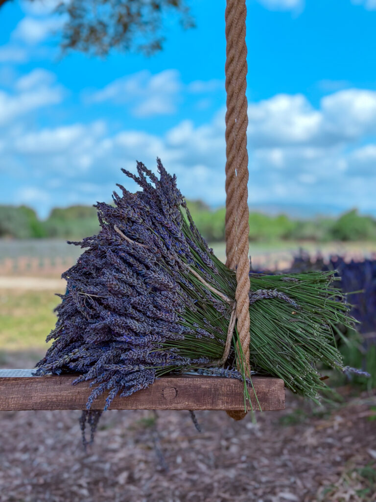 Campi di Lavanda - Sardegna